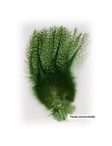 Pardo de gallo leones