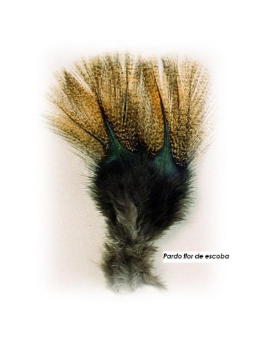 Pardo de gallo leones