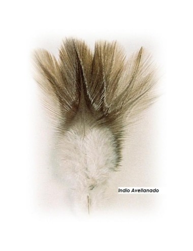 Indio de gallo leones