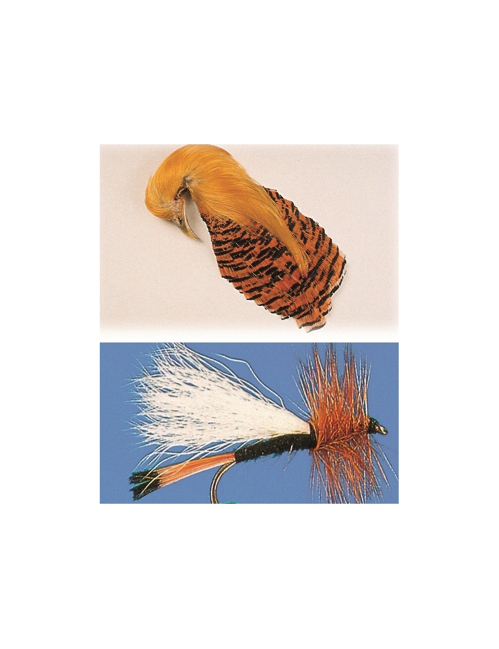 Cuello Faisan Dorado Bolsa de 10 plumas