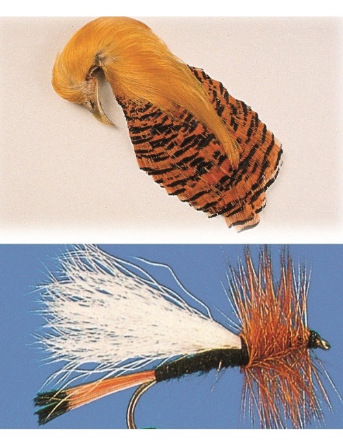 Cuello faisan dorado completo