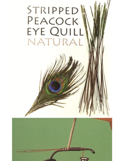 Quill de Pavo Real desbarbado y teñido
