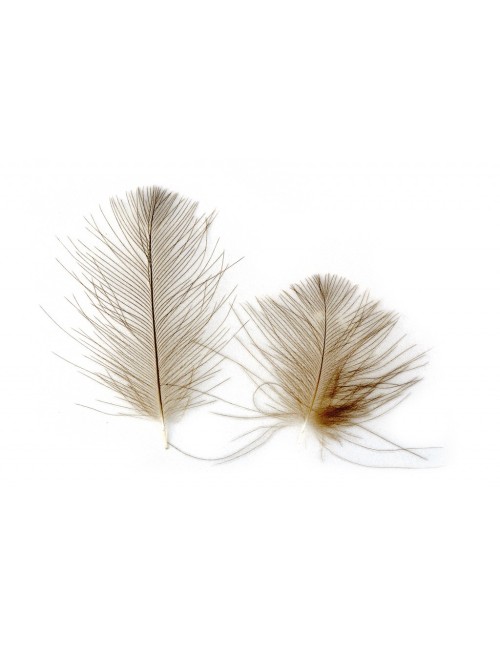 CDC Plumas de culo de pato Castor 30 Plumas
